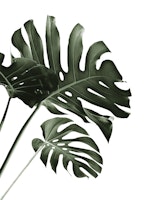 Tropical Monstera Finesse 4 carta da parati