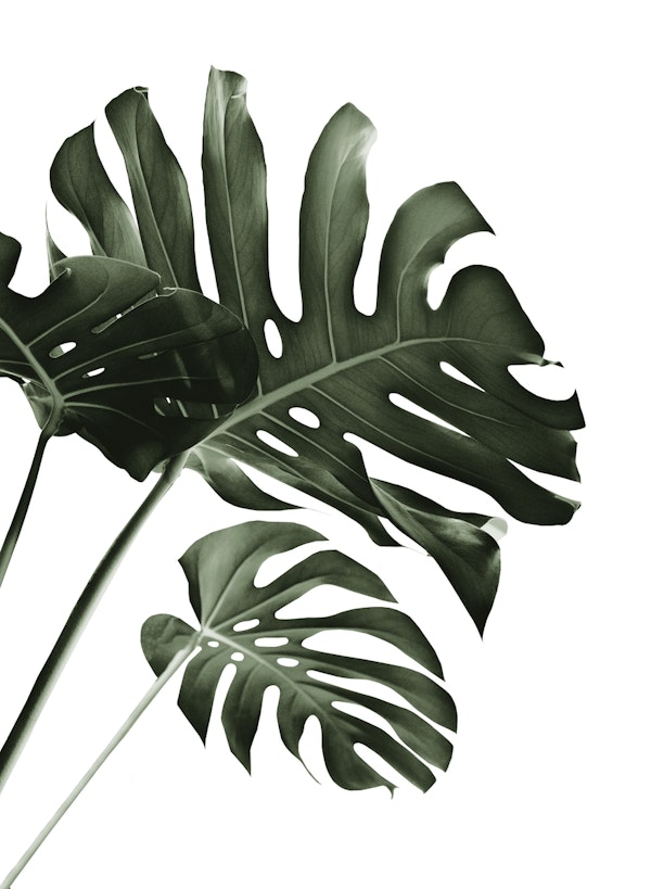 Tropical Monstera Finesse 4