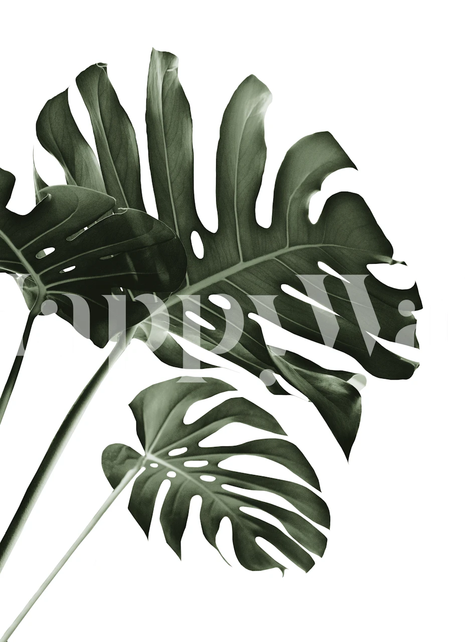Tropical Monstera Finesse 4 tapet i ett rum