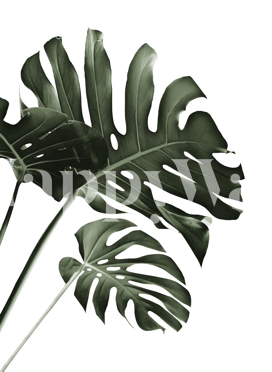 Tropical Monstera Finesse 4 wallpaper in a room