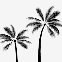 Hot Black Tropical Palms wallpaper