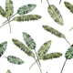 Watercolor Banana Leaves white