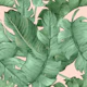 Tropicaline on pink