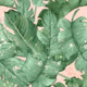 Tropicaline on pink and splashed