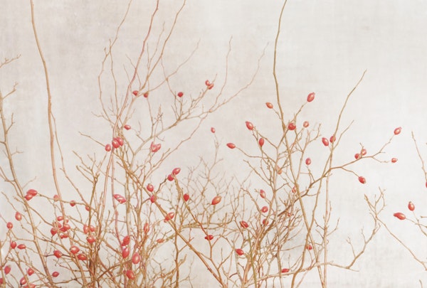 rosehips vintage