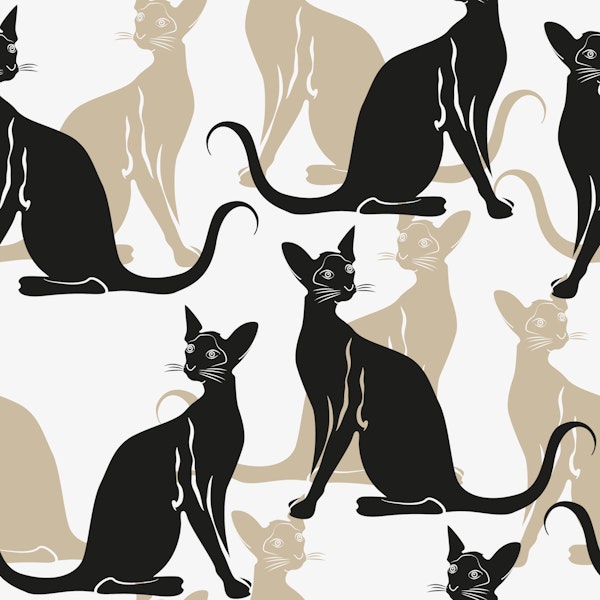 Chic Sphynx Cat Design