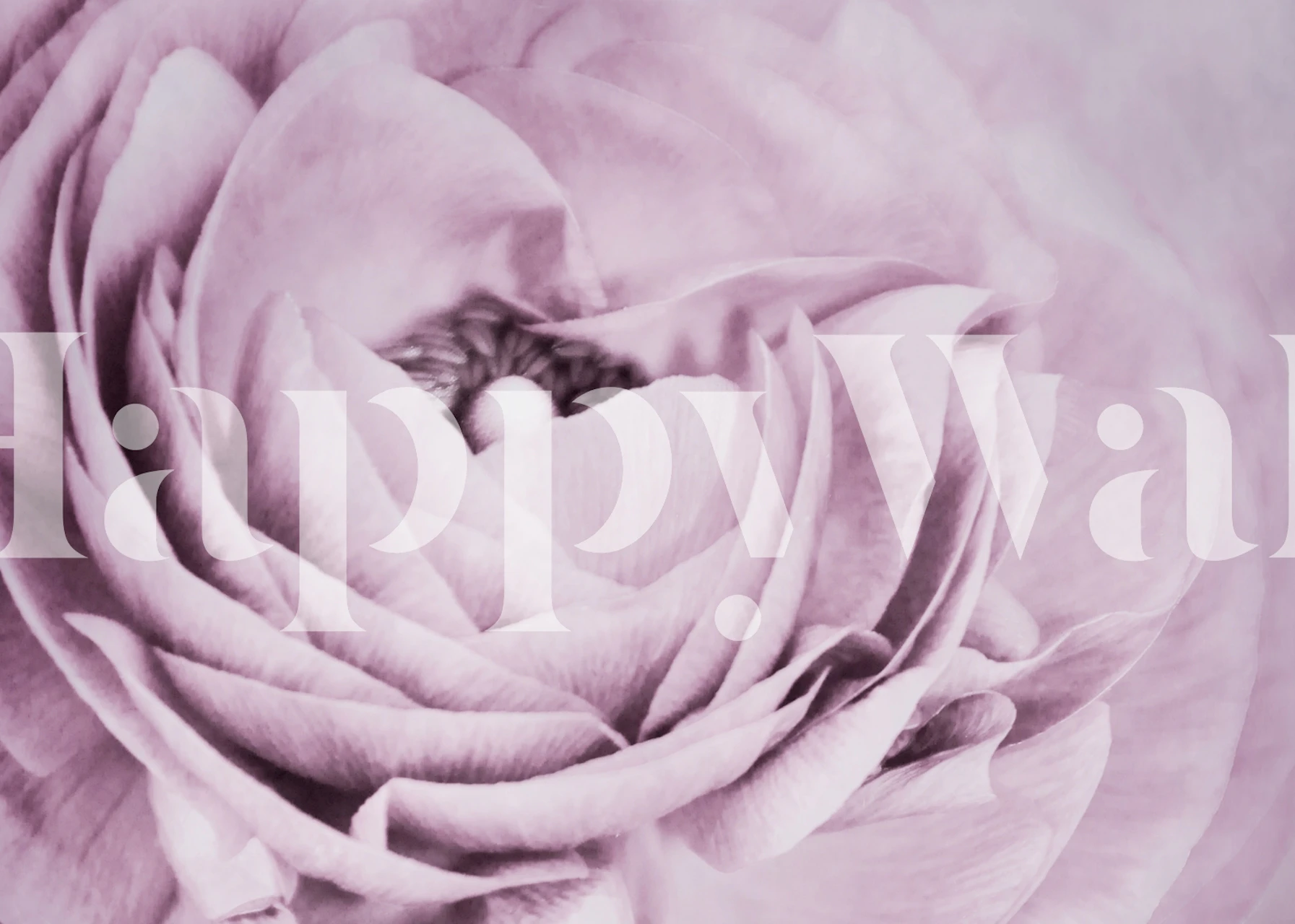 Large pink flower close-up wallpaper