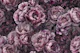 Lush Flower Reverie Mauve Pink