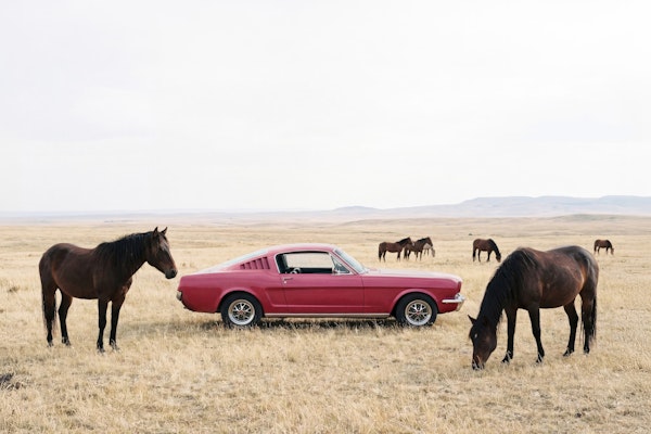 Horses And Fast Car