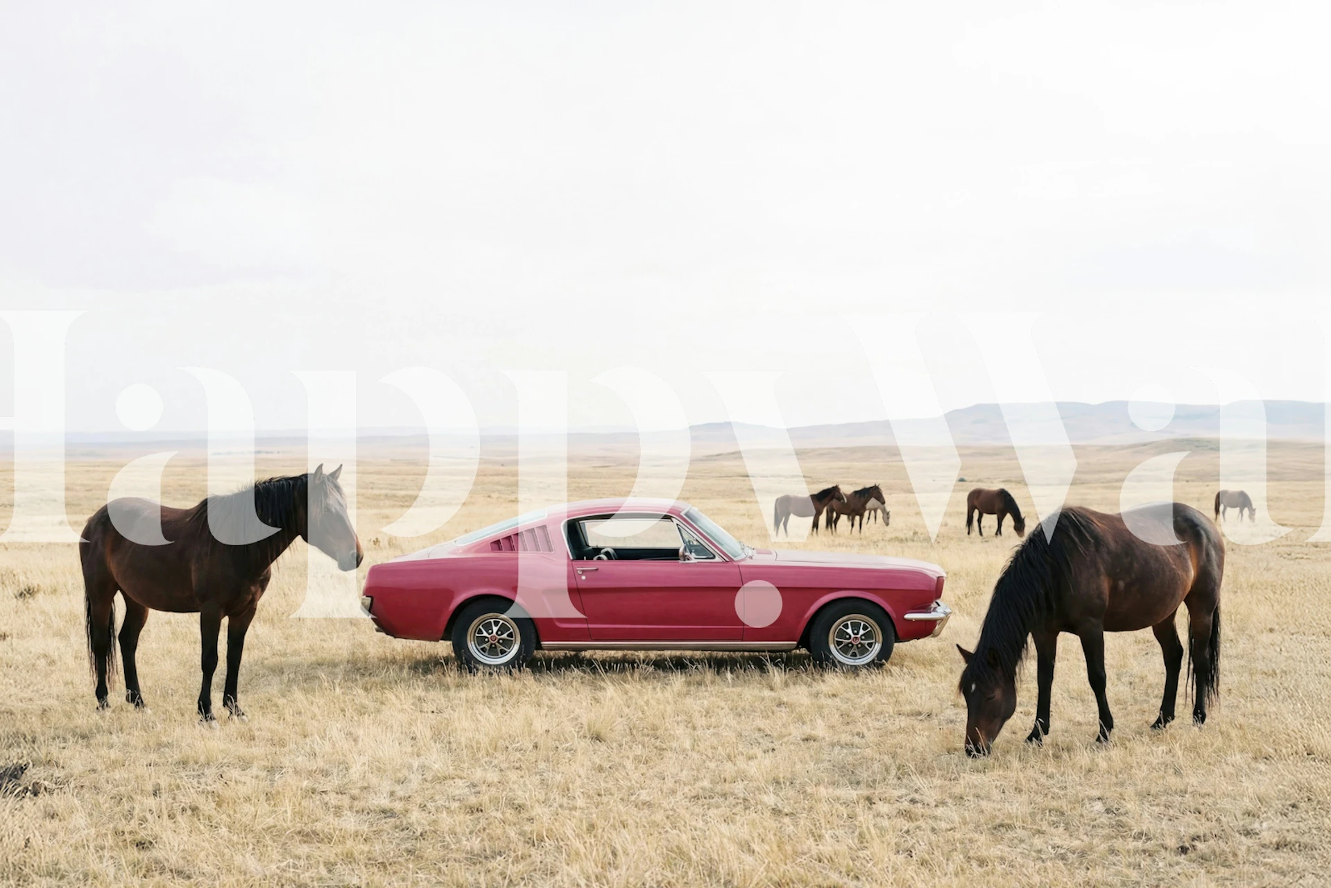 Horses beside a fast car on wallpaper