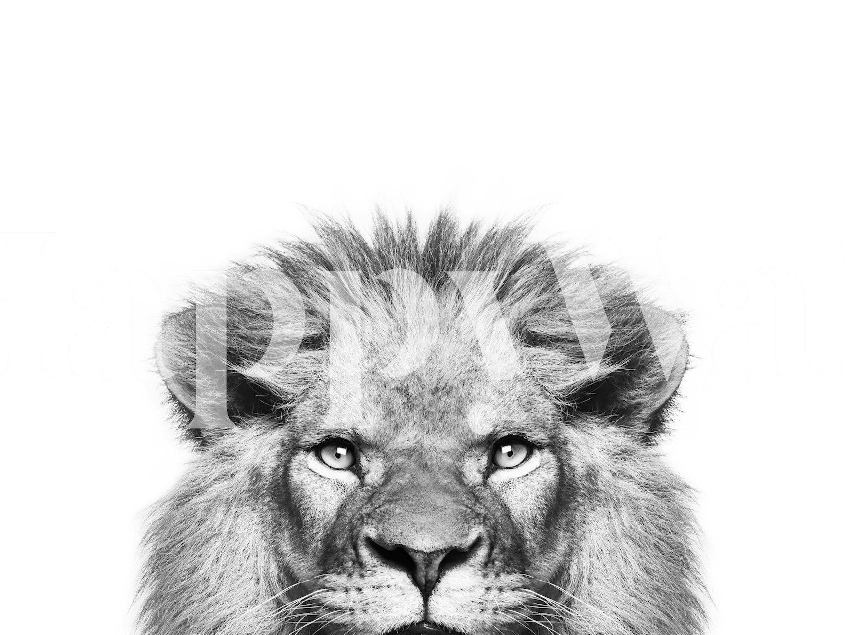 Peeking Lion Wallpaper in a Room