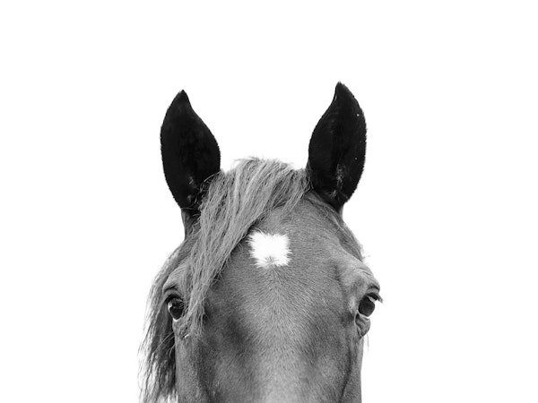 Peeking Horse BW