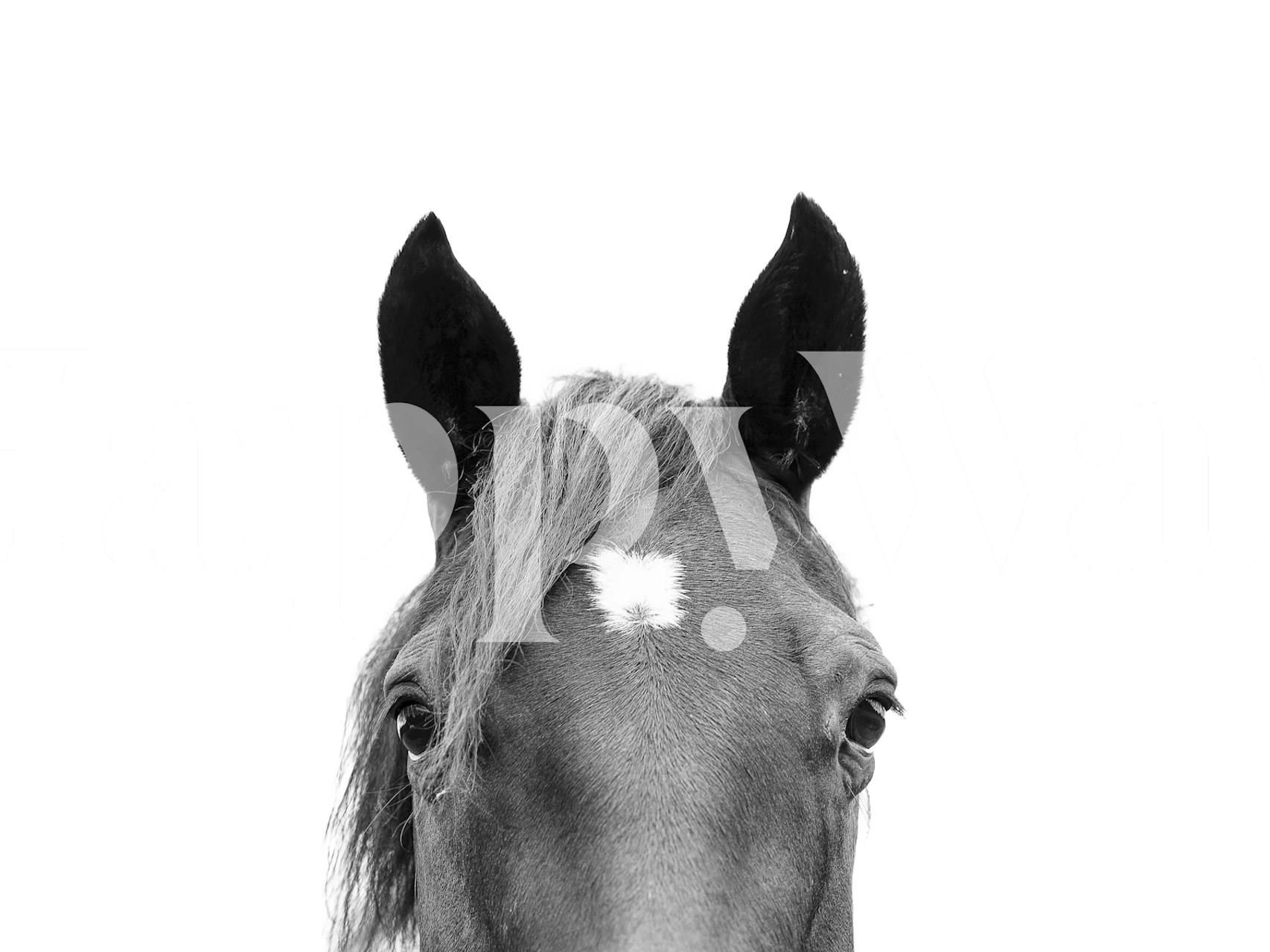 Peeking Horse BW melnbalta tapetes dizains