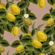 Lemon Abundance - Terracotta