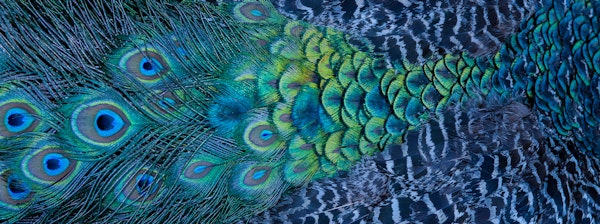 Elegant Blue Feather Textures