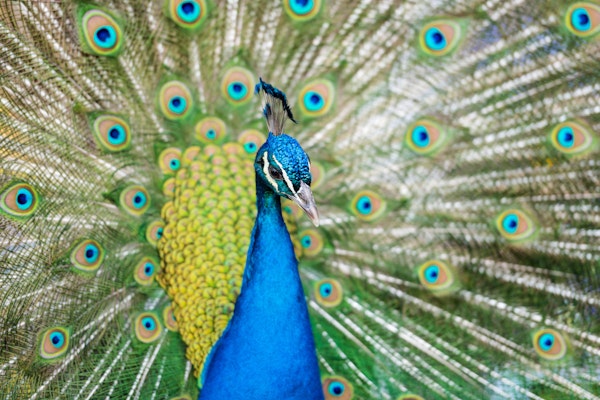 Bright Blue Peacock