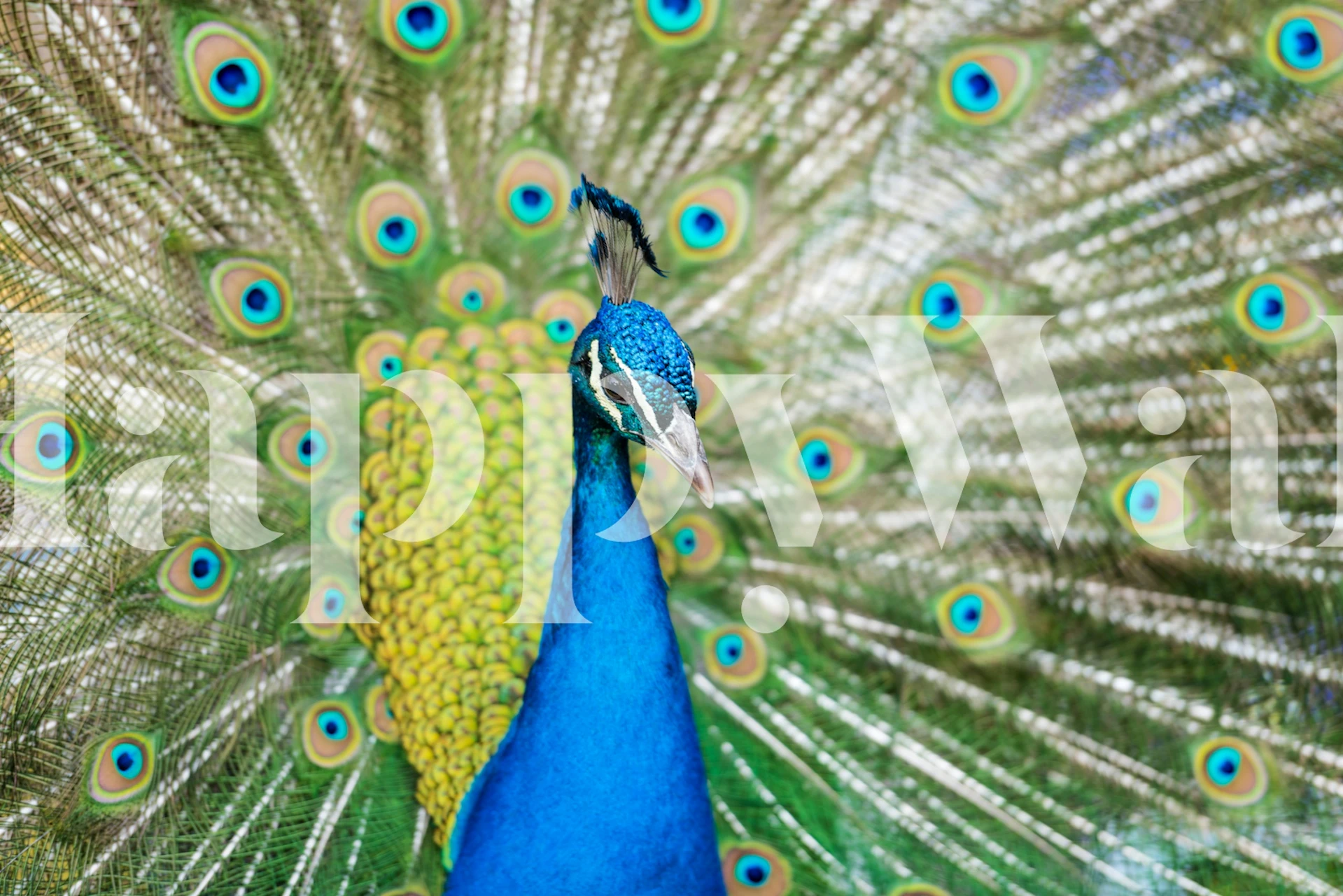 Design de papel de parede Bright Blue Peacock em um cômodo