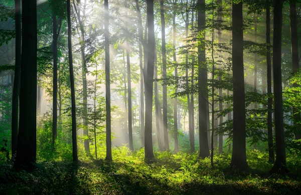 Morning Light in the Forest