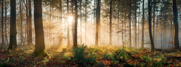 Misty Forest with Golden Rays