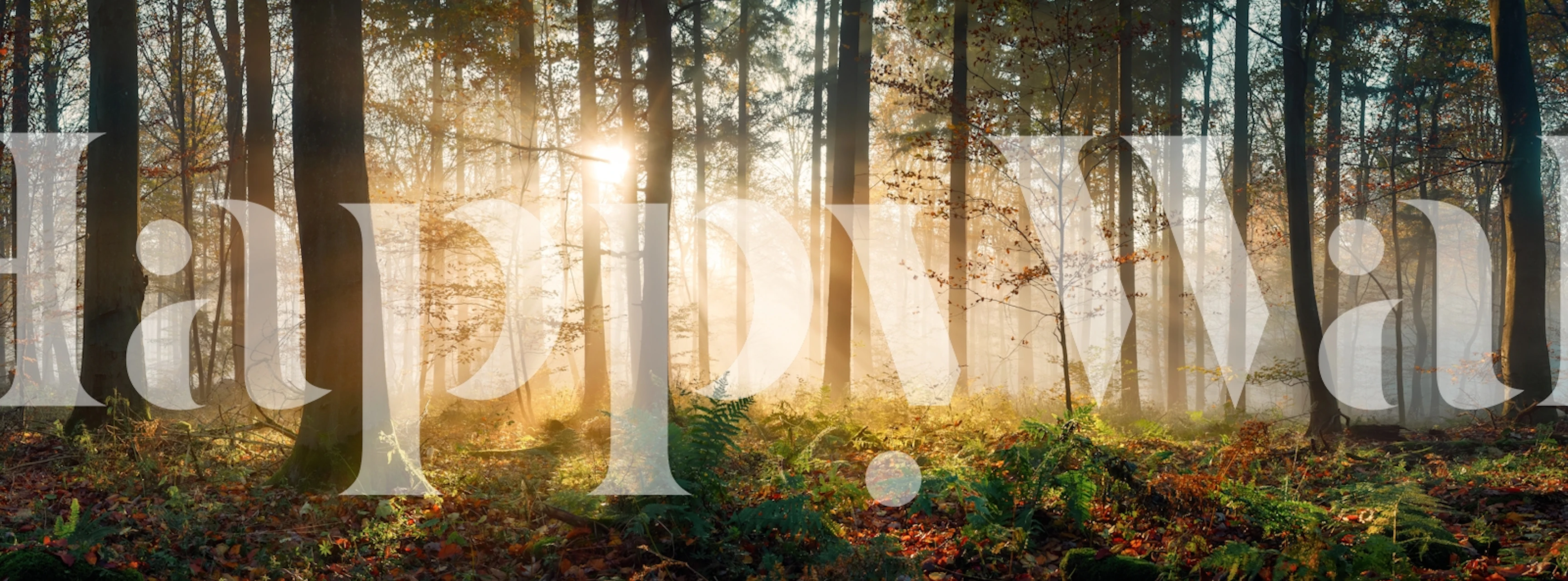 Misty forest wallpaper in a room