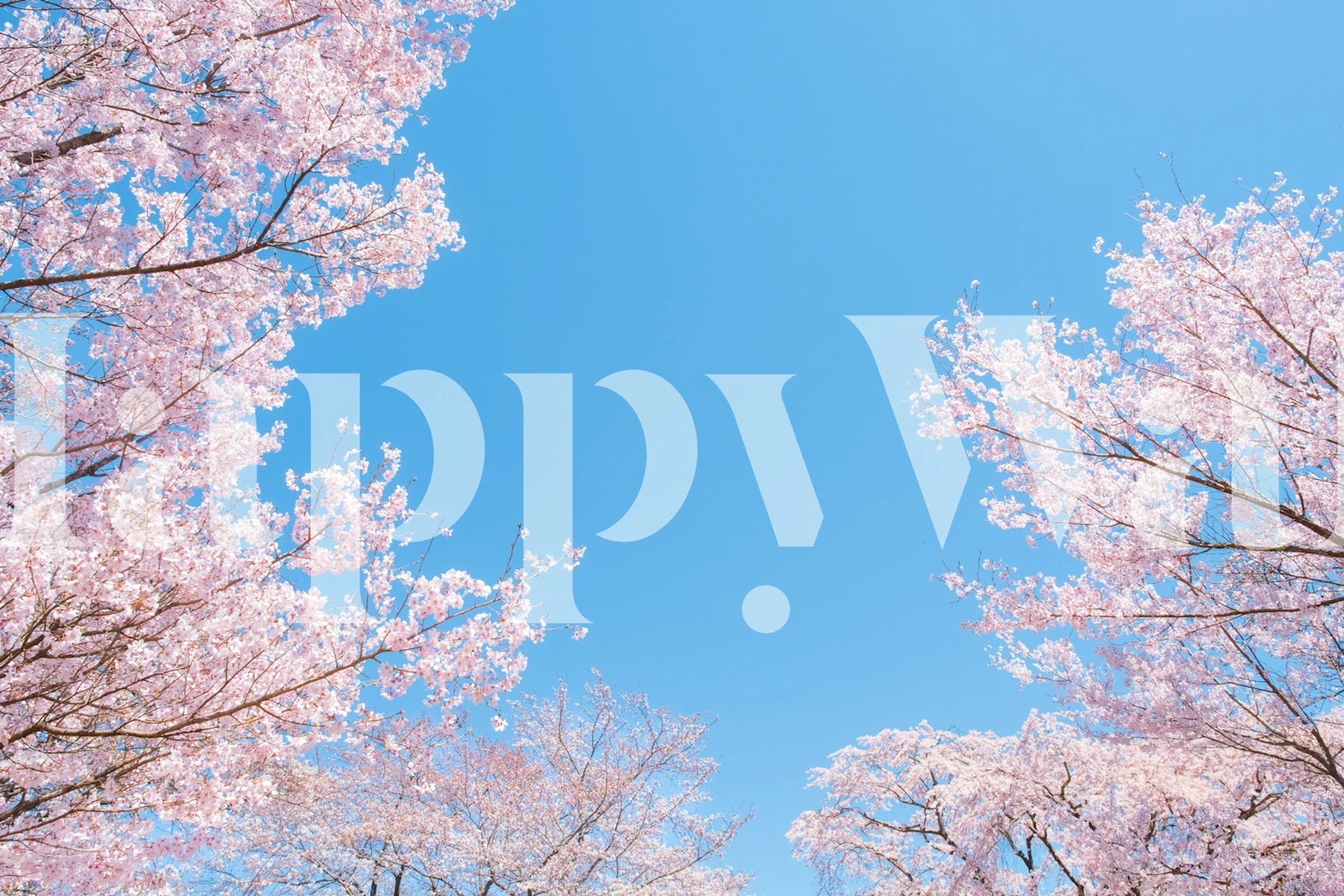 Žydinčios vyšnios sakura tapetas kambaryje