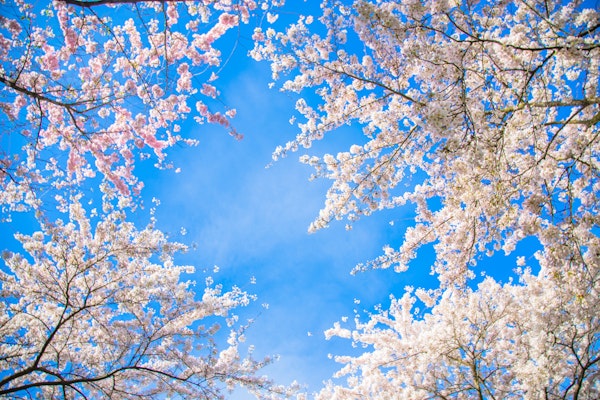 Sakura Spring Splendor