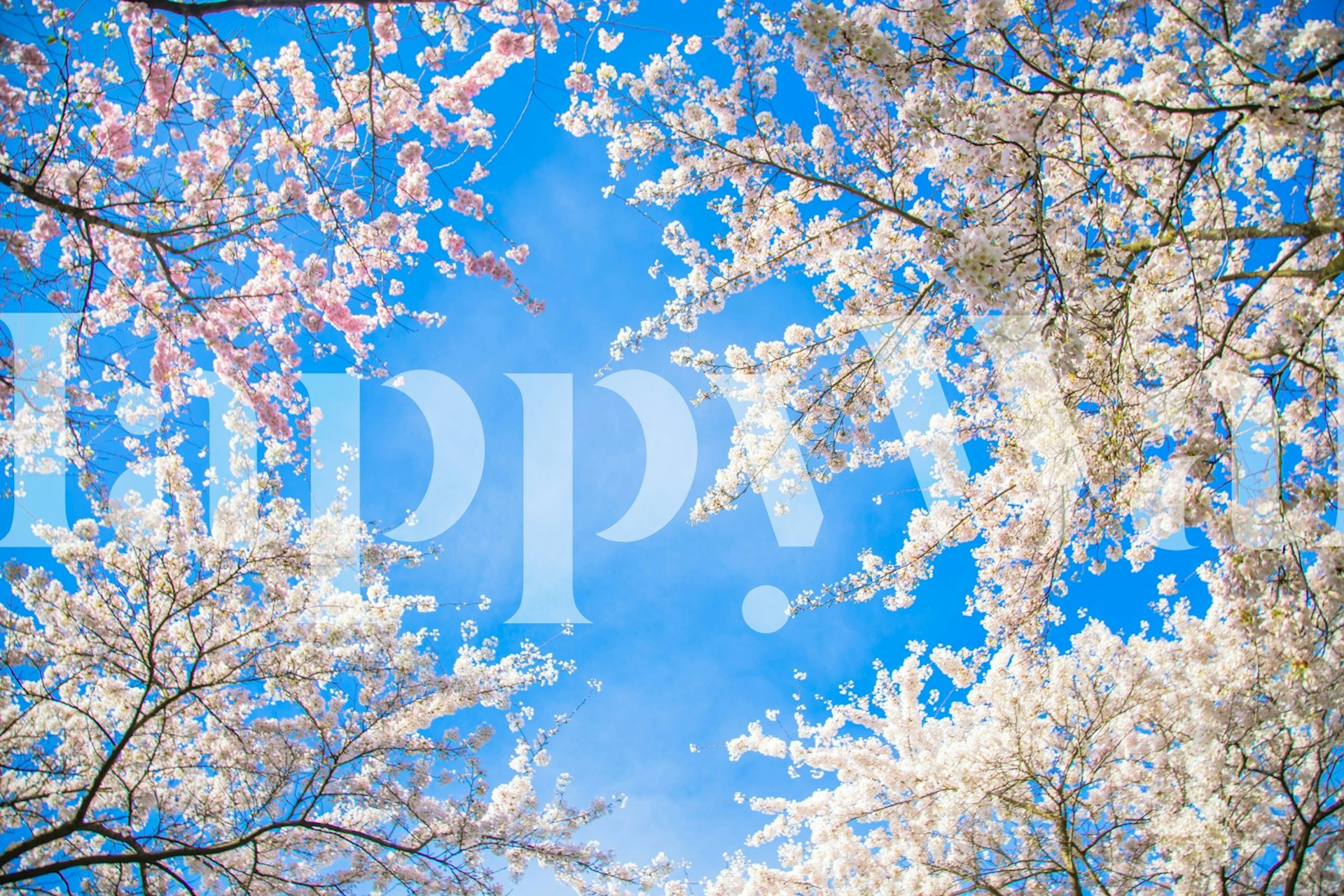 Sakura Spring Splendor wallpaper in a room