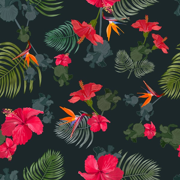 Dark Tropical Hibiscus Bloom