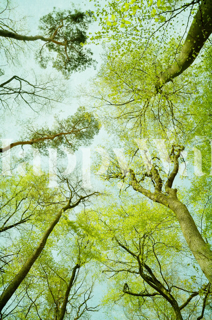 Botanical tree canopy with green leaves, serene wallpaper