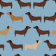 Sausage Dogs - French blue dachshund
