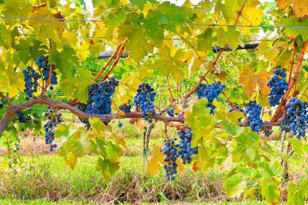 Sunlit Grape Vines in Autumn