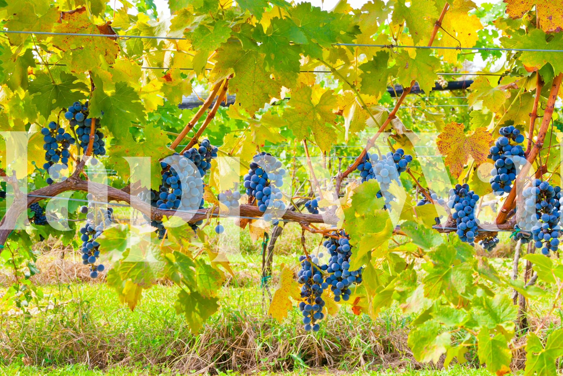 Tapeta se sluncem zalitými vinnými révami v pokoji