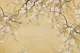 Cherry Blossom Garden