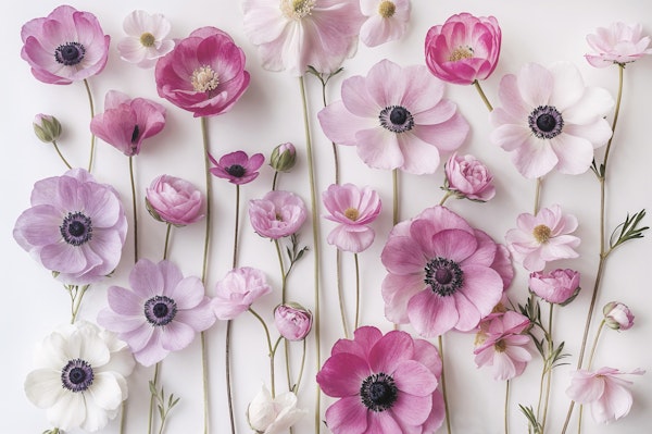 Delicate Pastel Pink Anemone Flowers