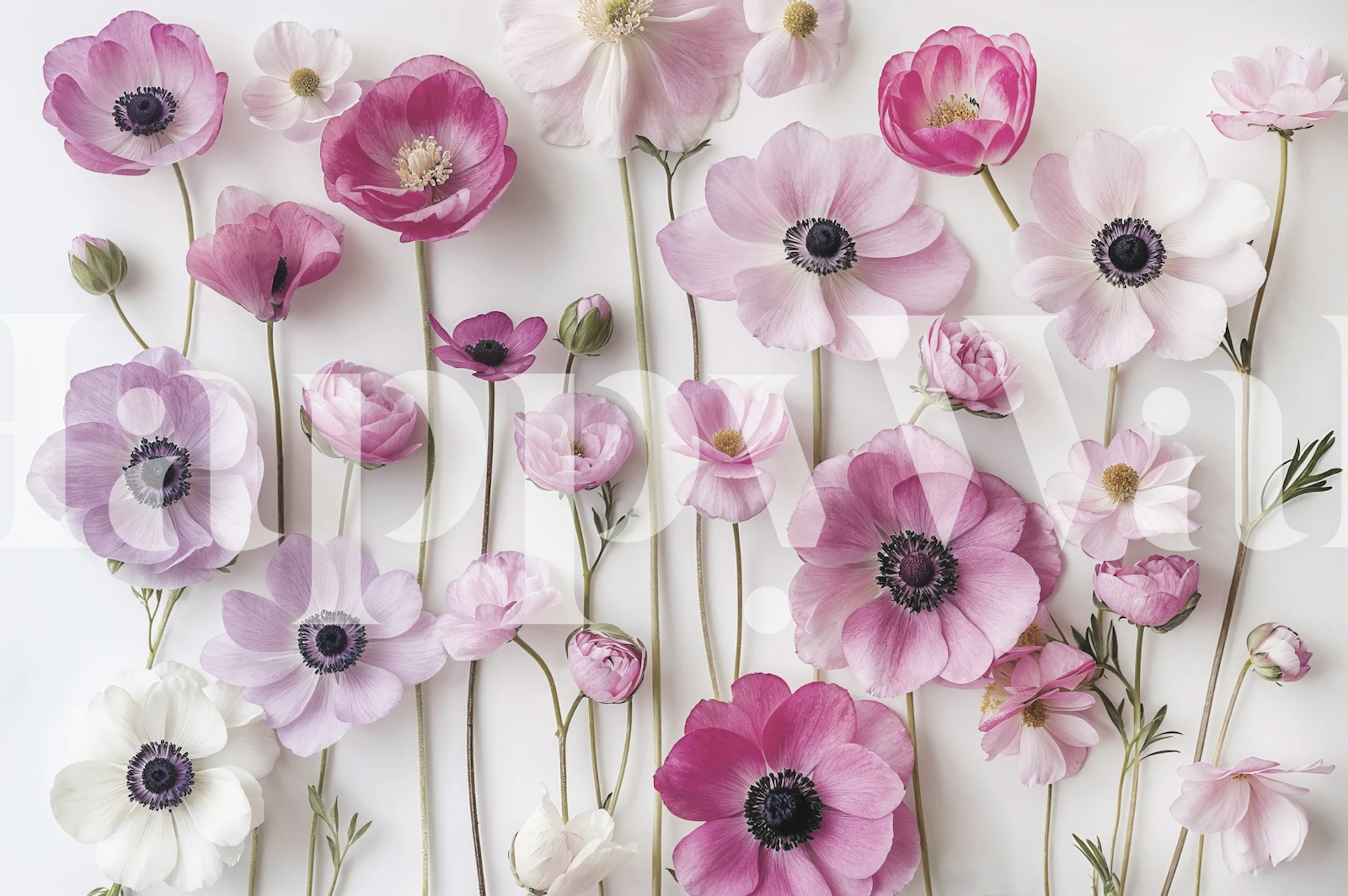 Tapet med sarte anemoner i pastelrosa