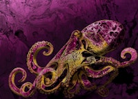 Fuchsia Octopus Majesty tapeta