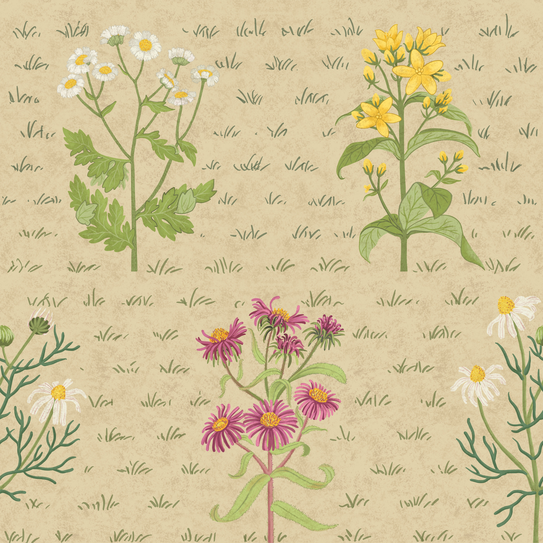 aster