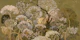 Vintage Meadow Botanicals