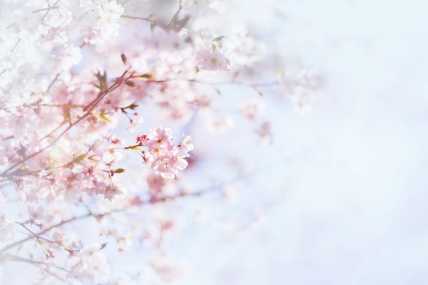 Beautiful Pink Floral Display