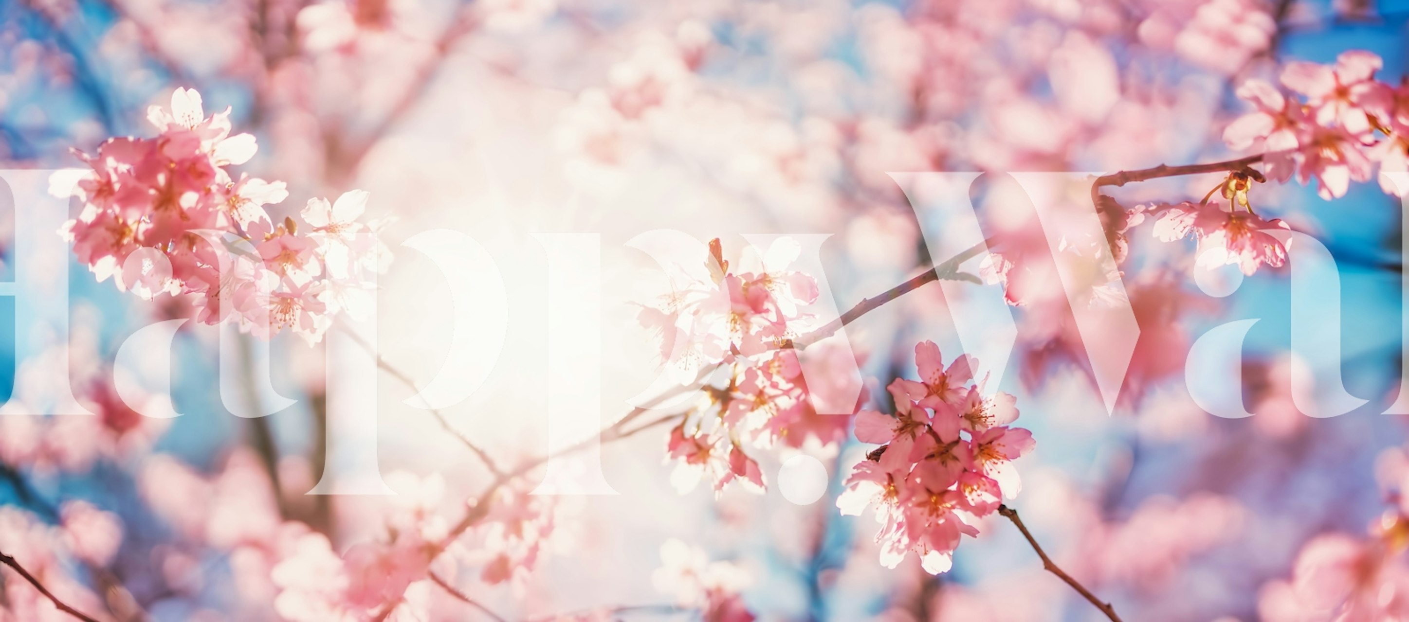 Soft pink floral burst wallpaper in a room