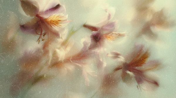 Charming Floral Abstract