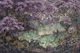 Misty Lavender Forest Canopy