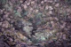 Mystic Cherry Blossom Forest