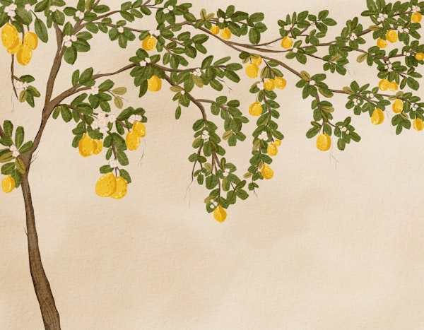 Mediterranean Lemon Branch