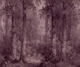 Mist Forest Botanicals Neutral