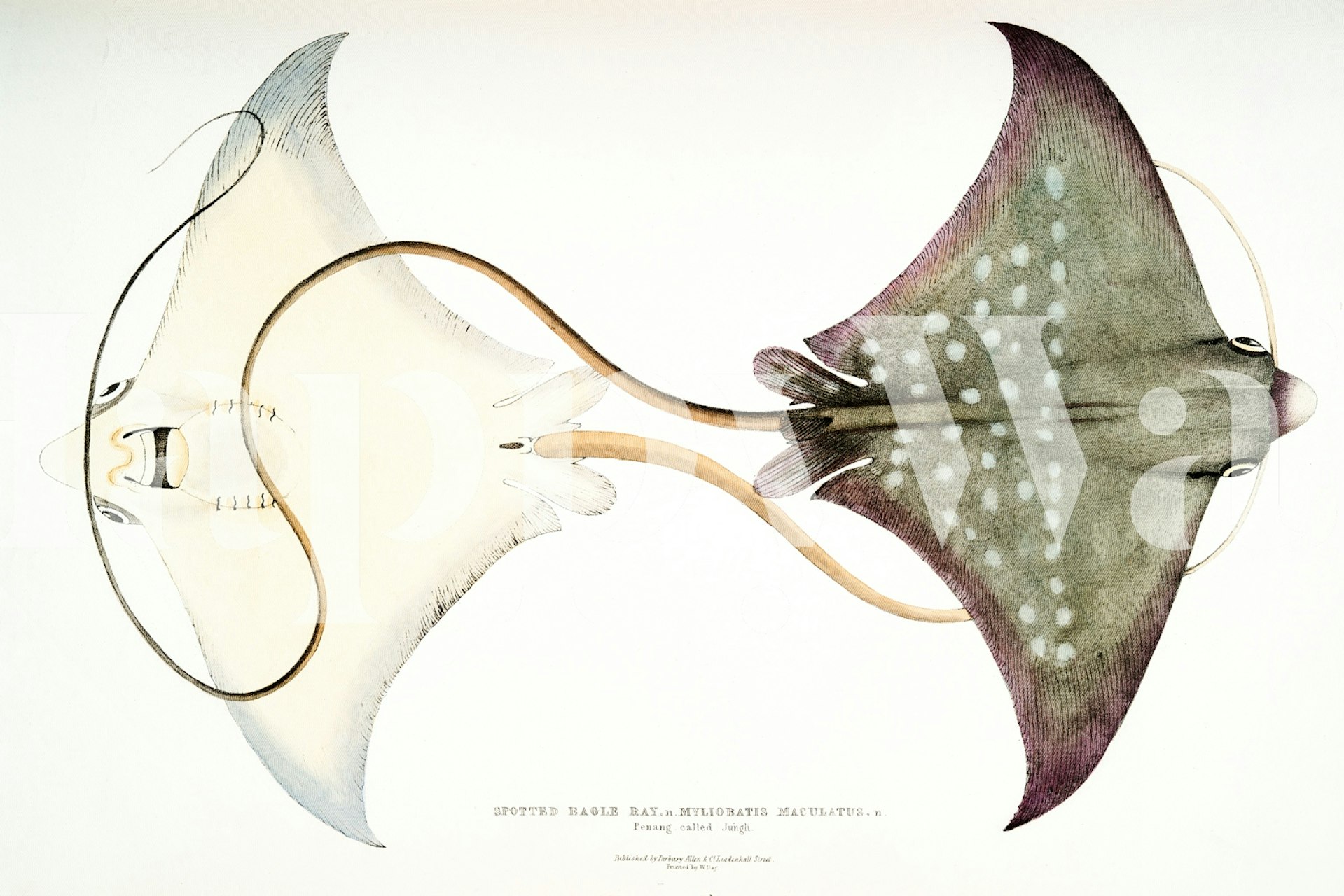 Ray Fish by John Edward Gray tapete