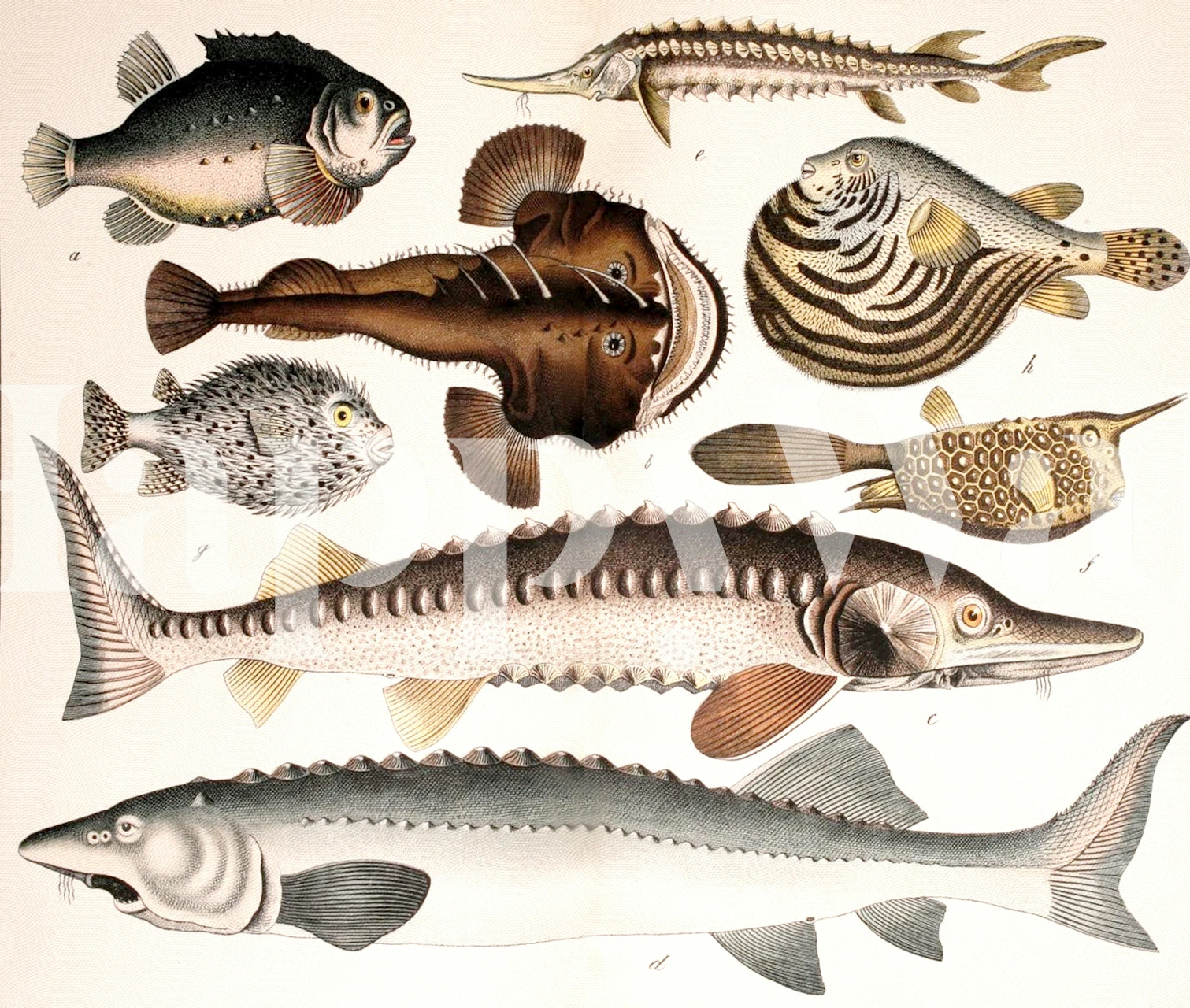 Ray Fish wallpaper design in a room