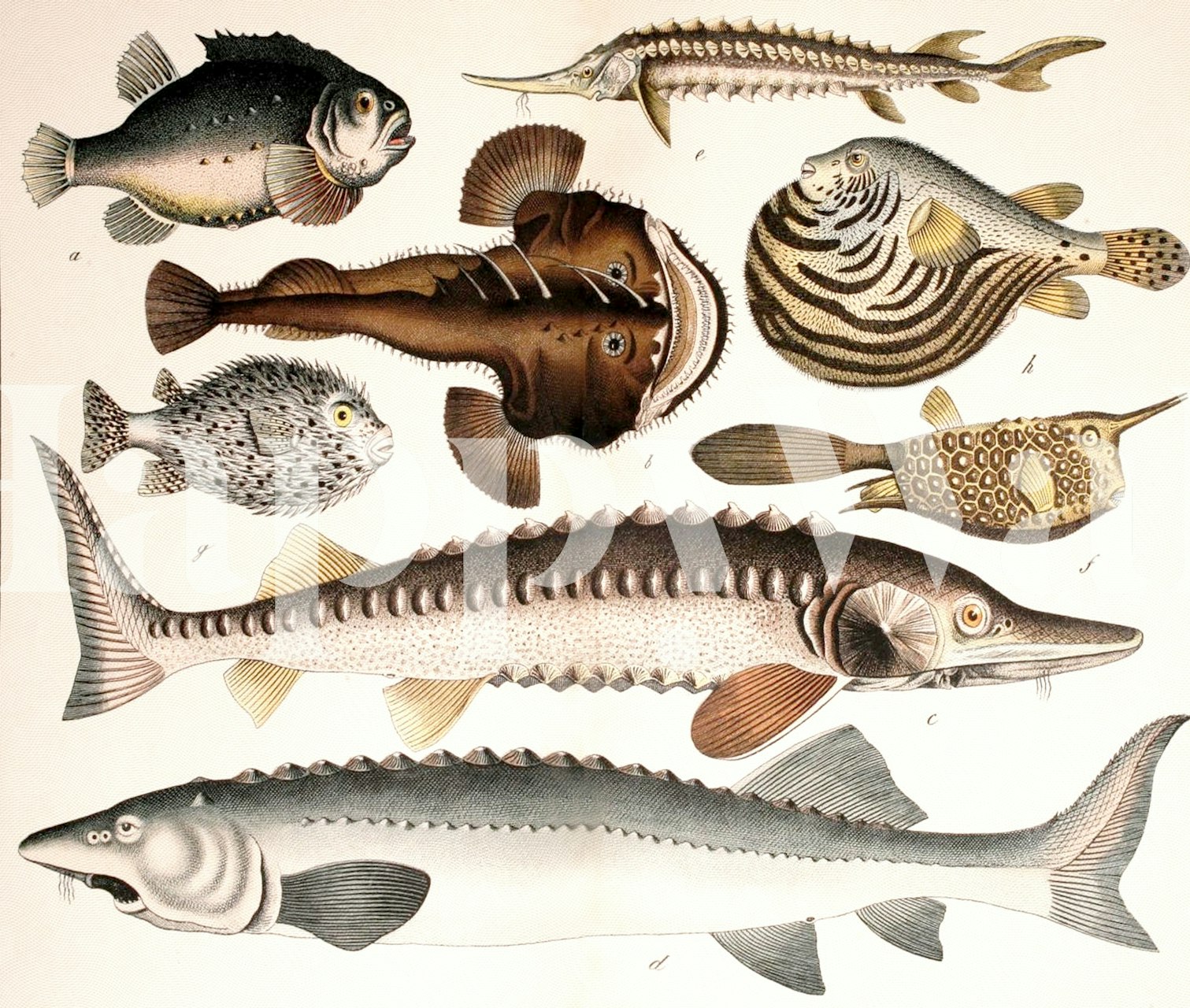 Ray Fish design di carta da parati in una stanza