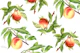 Botanical Peach Illustration