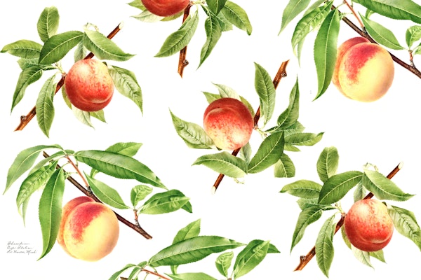 Botanical Peach Illustration